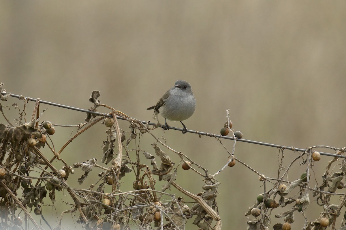 Sooty Tyrannulet - ML642982310