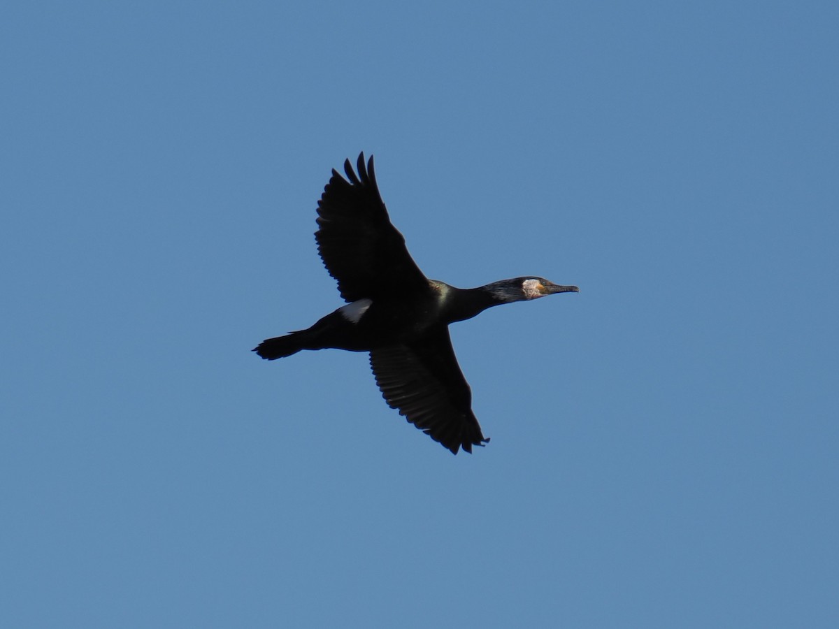 Japanese Cormorant - ML642982313