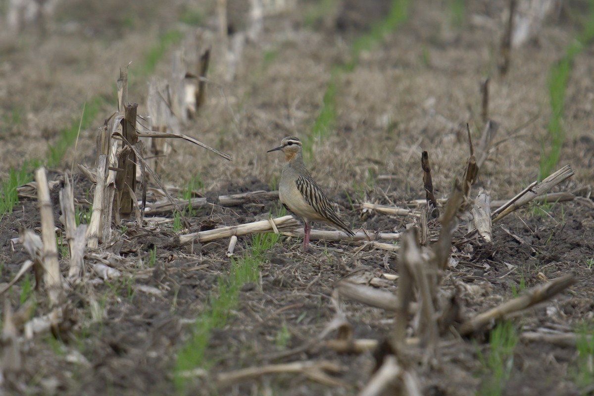 Tawny-throated Dotterel - ML642982328