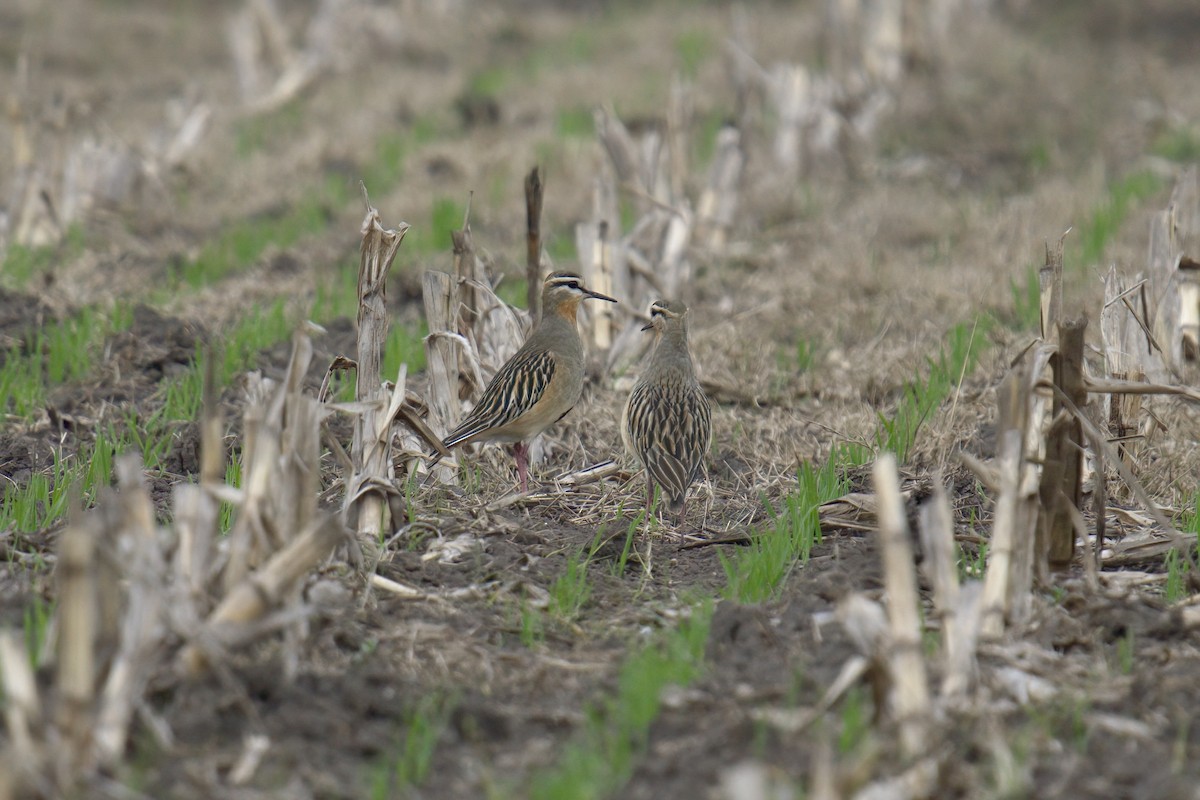 Tawny-throated Dotterel - ML642982329