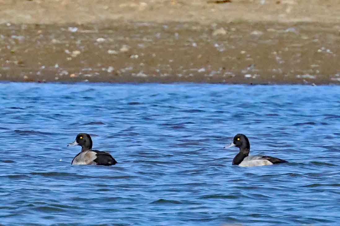 Greater Scaup - ML642982330