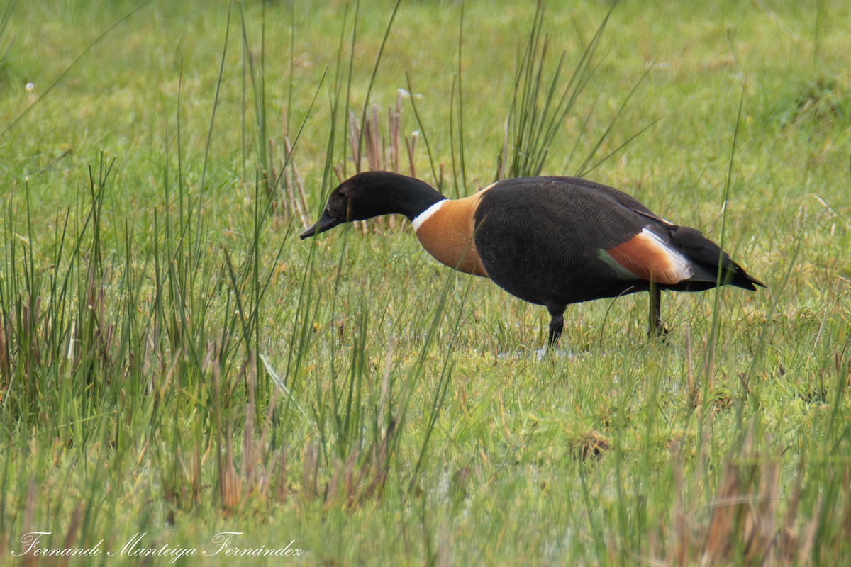 Australian Shelduck - ML642982332