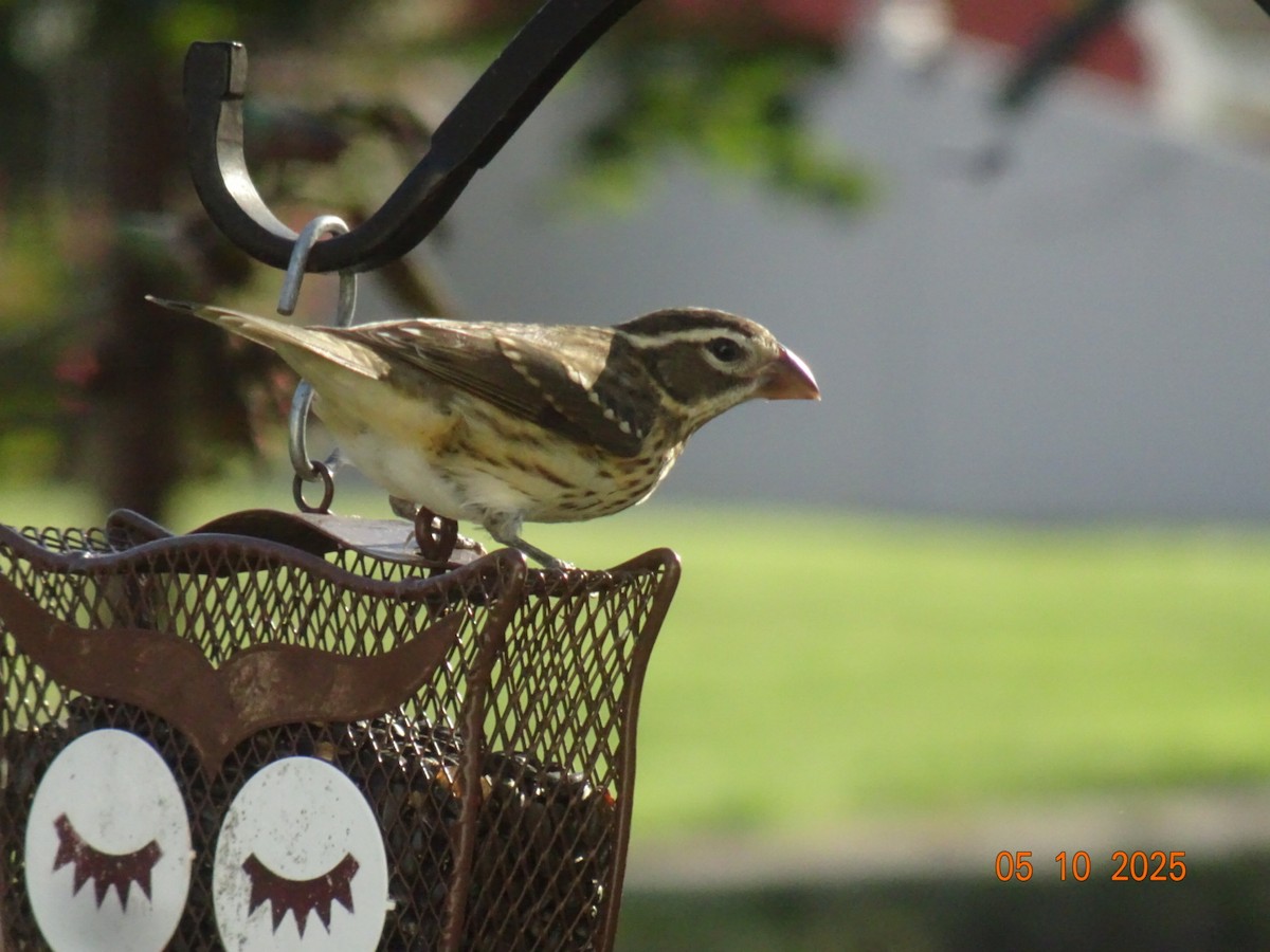 dlaskovec růžovoprsý - ML642982334