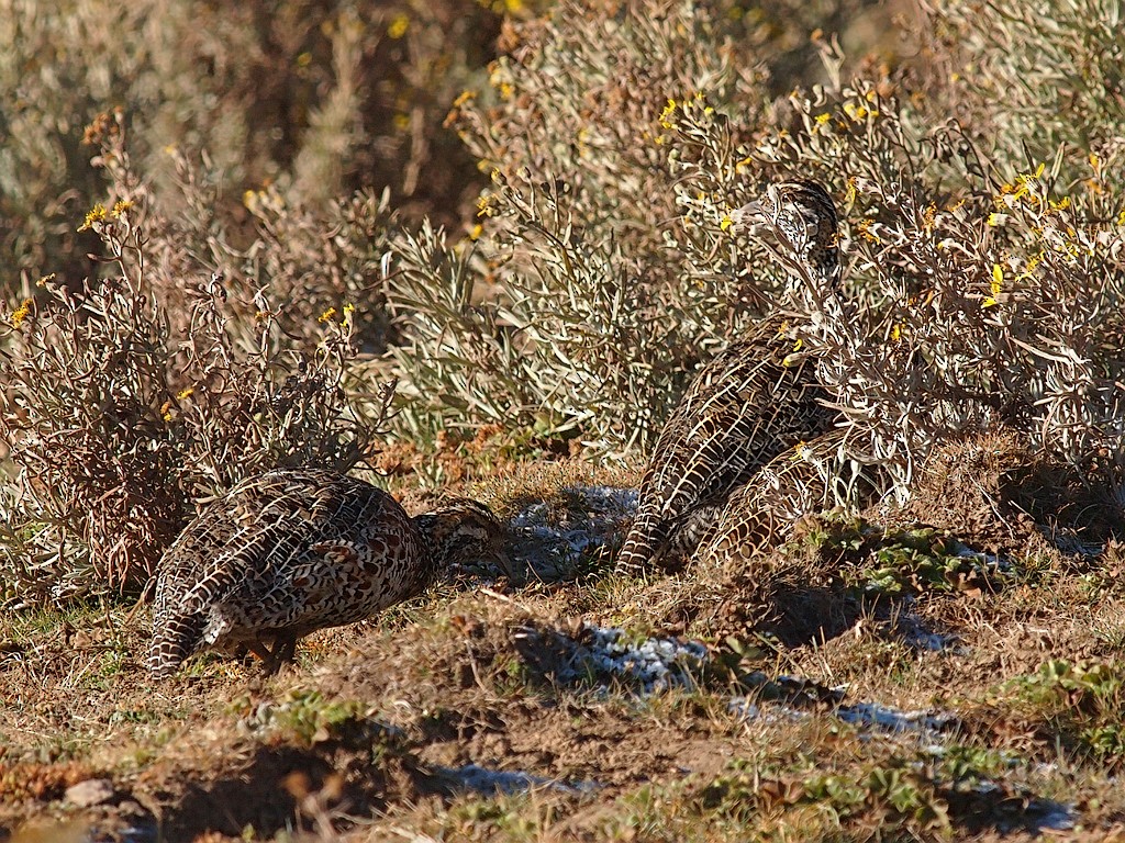 Moorland Francolin - ML642982339