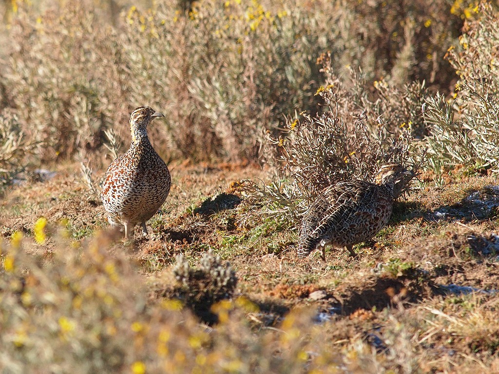 Moorland Francolin - ML642982341