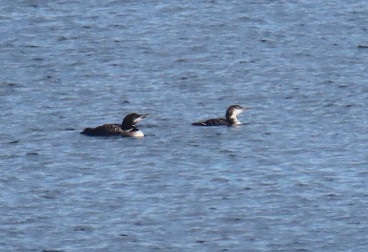 Common Loon - ML642982347