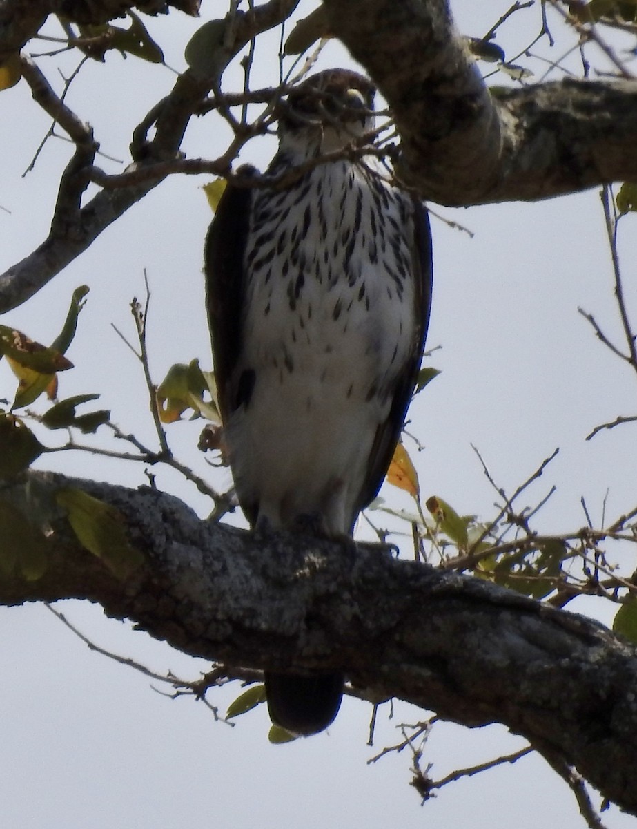 African Hawk-Eagle - ML642982351
