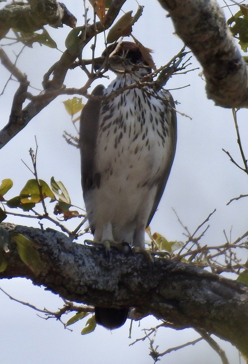 African Hawk-Eagle - ML642982352