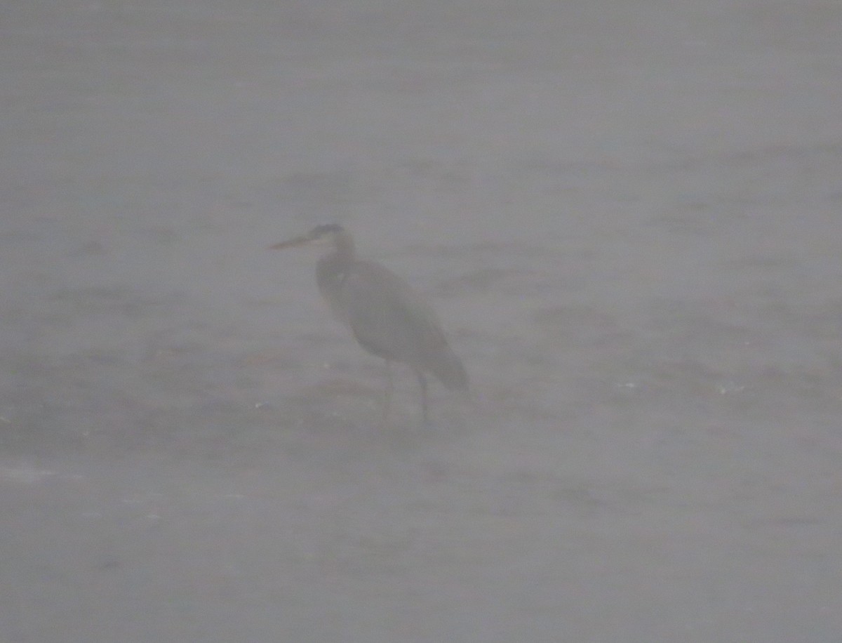Great Blue Heron - ML642982358