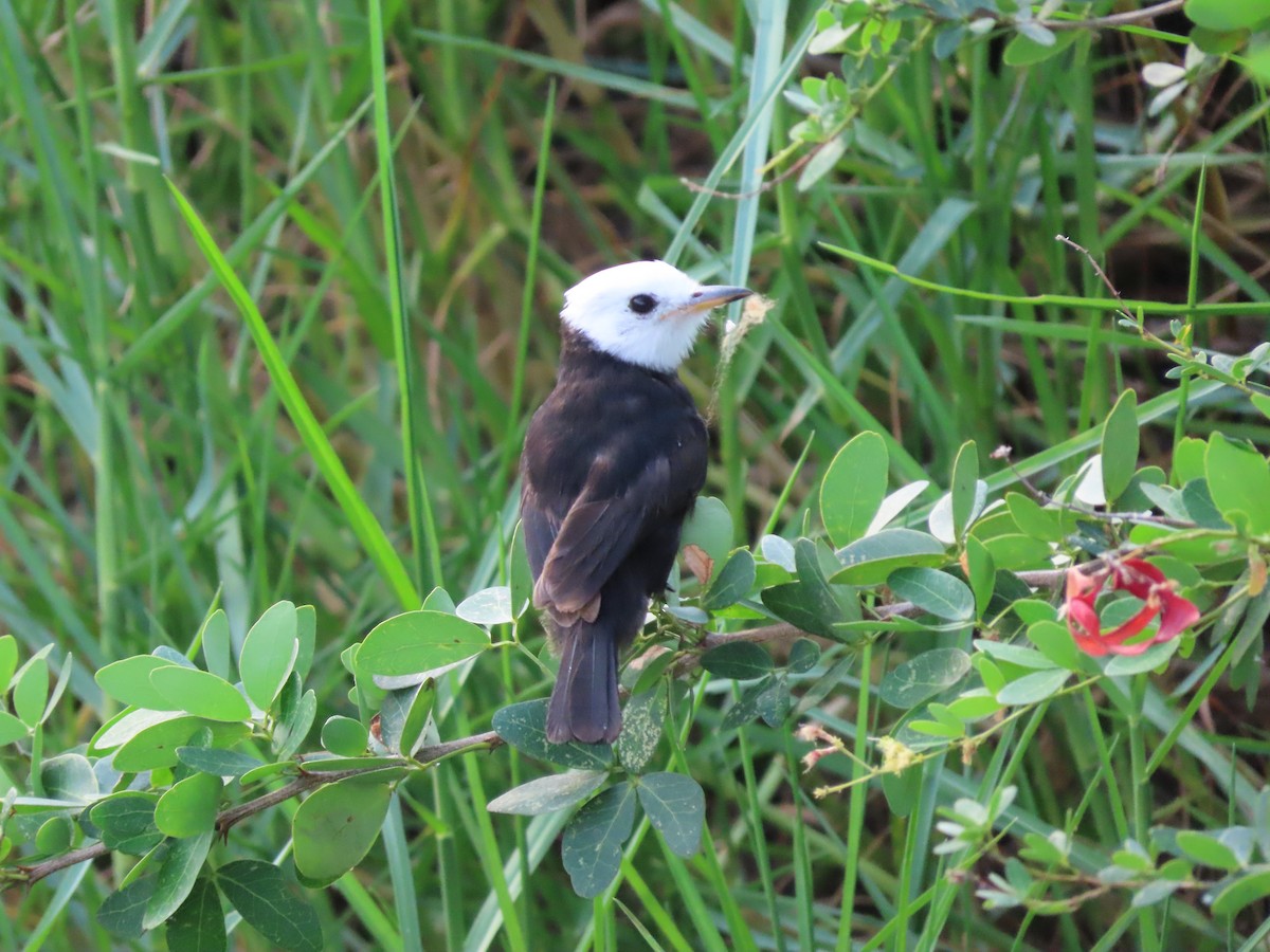 White-headed Marsh Tyrant - ML642982373