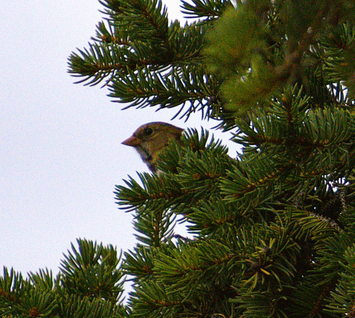 Harris's Sparrow - ML642982374