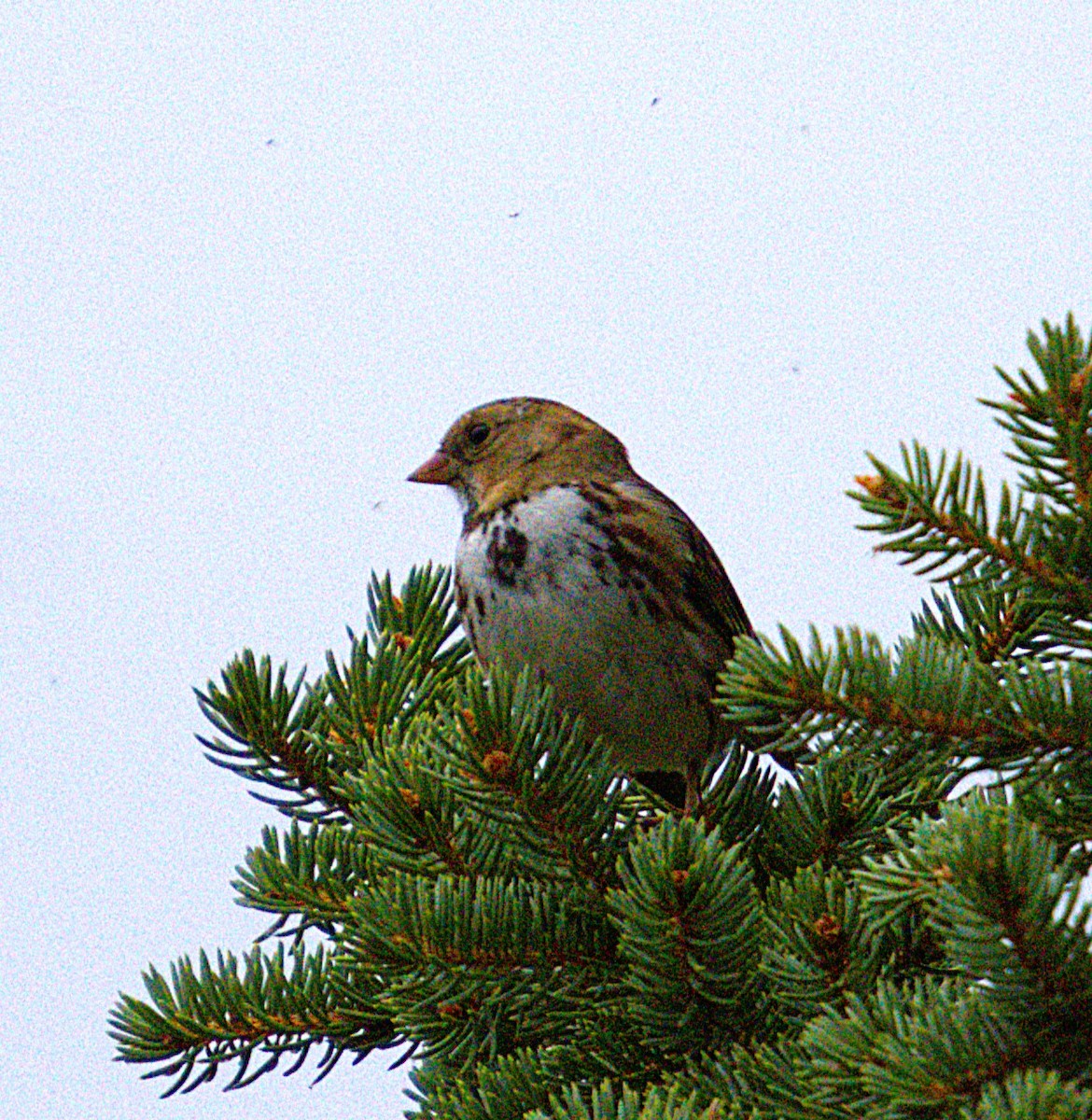 Harris's Sparrow - ML642982375