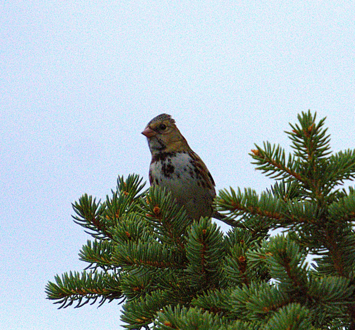 Harris's Sparrow - ML642982376