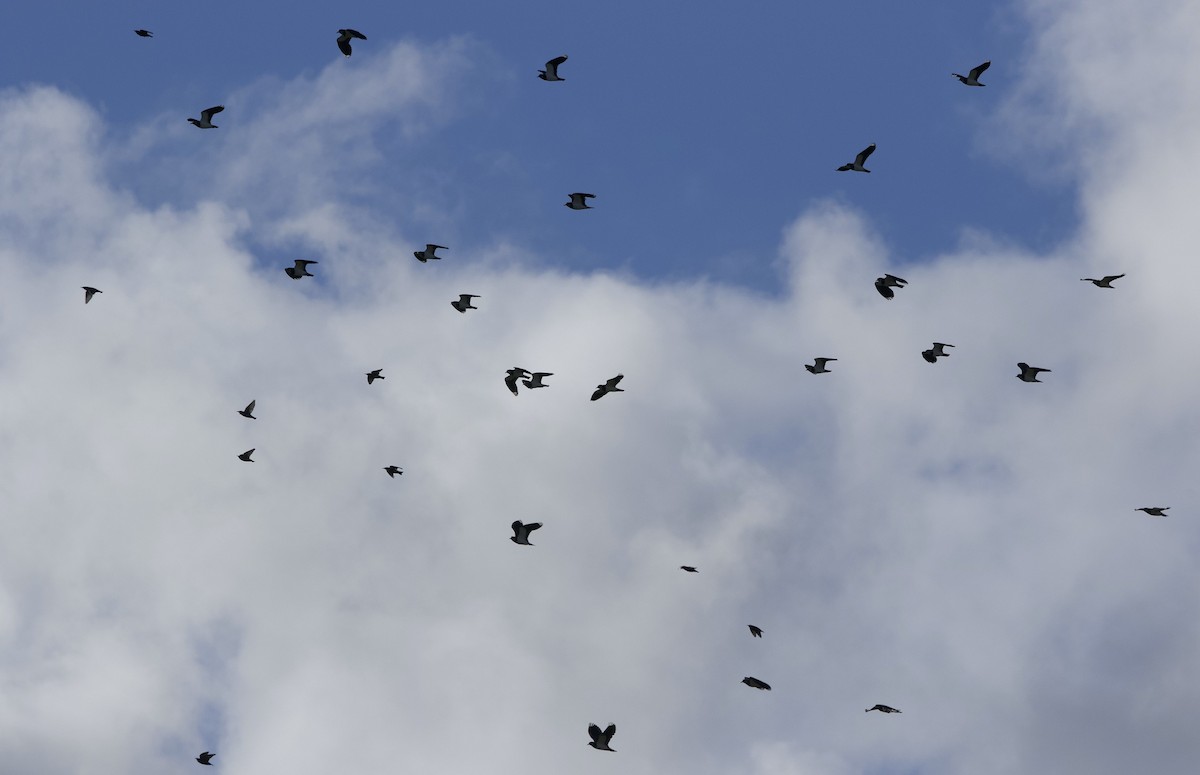 Northern Lapwing - ML642982382