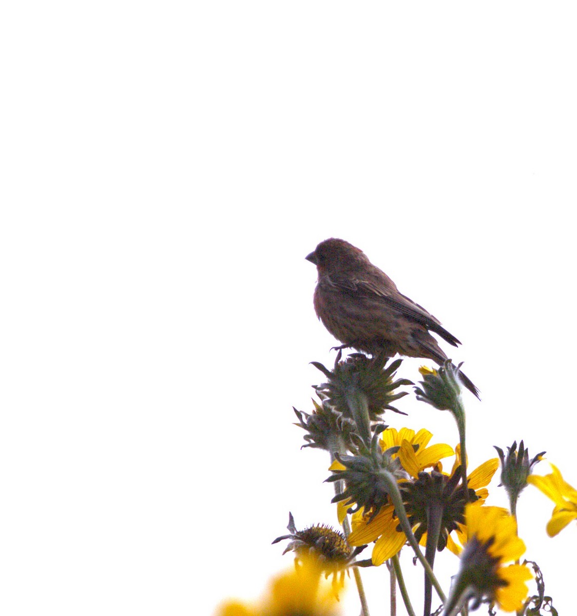 House Finch - ML642982386