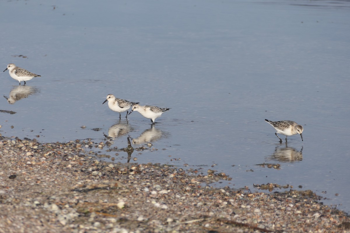 Sanderling - ML642982394