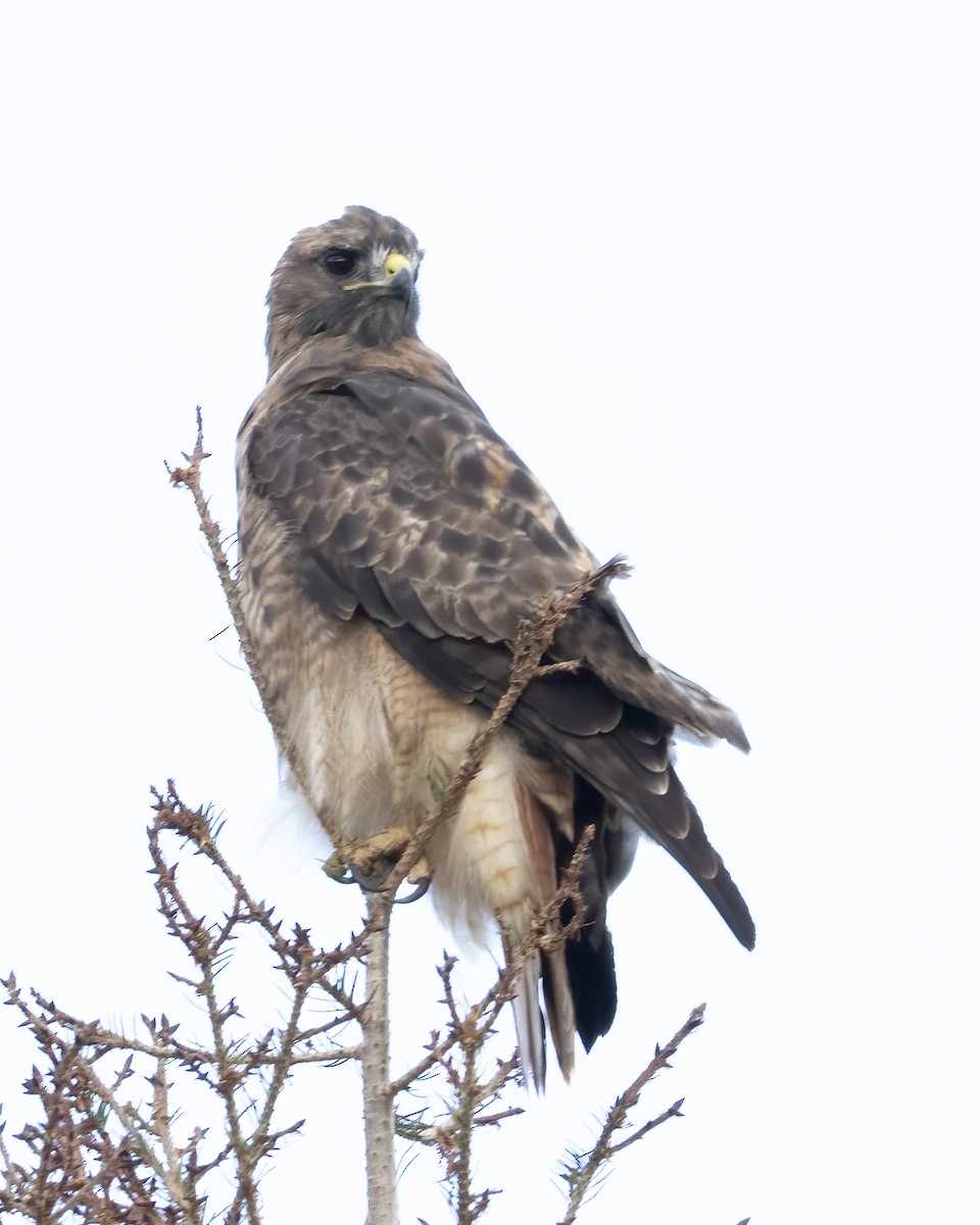 Red-tailed Hawk - ML642982410