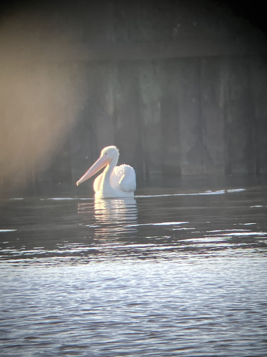 American White Pelican - ML642982413