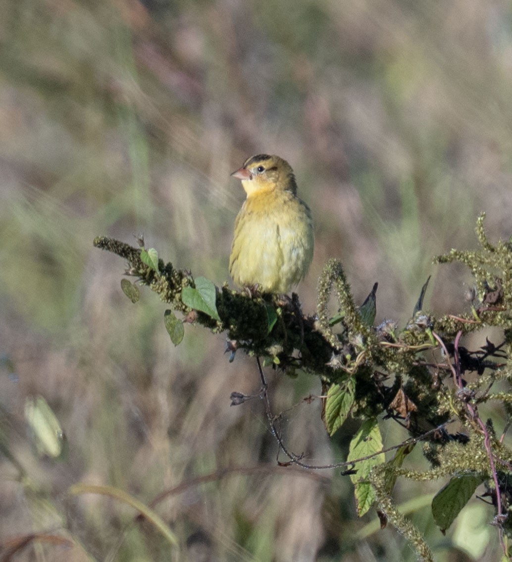 Bobolink - ML642982426