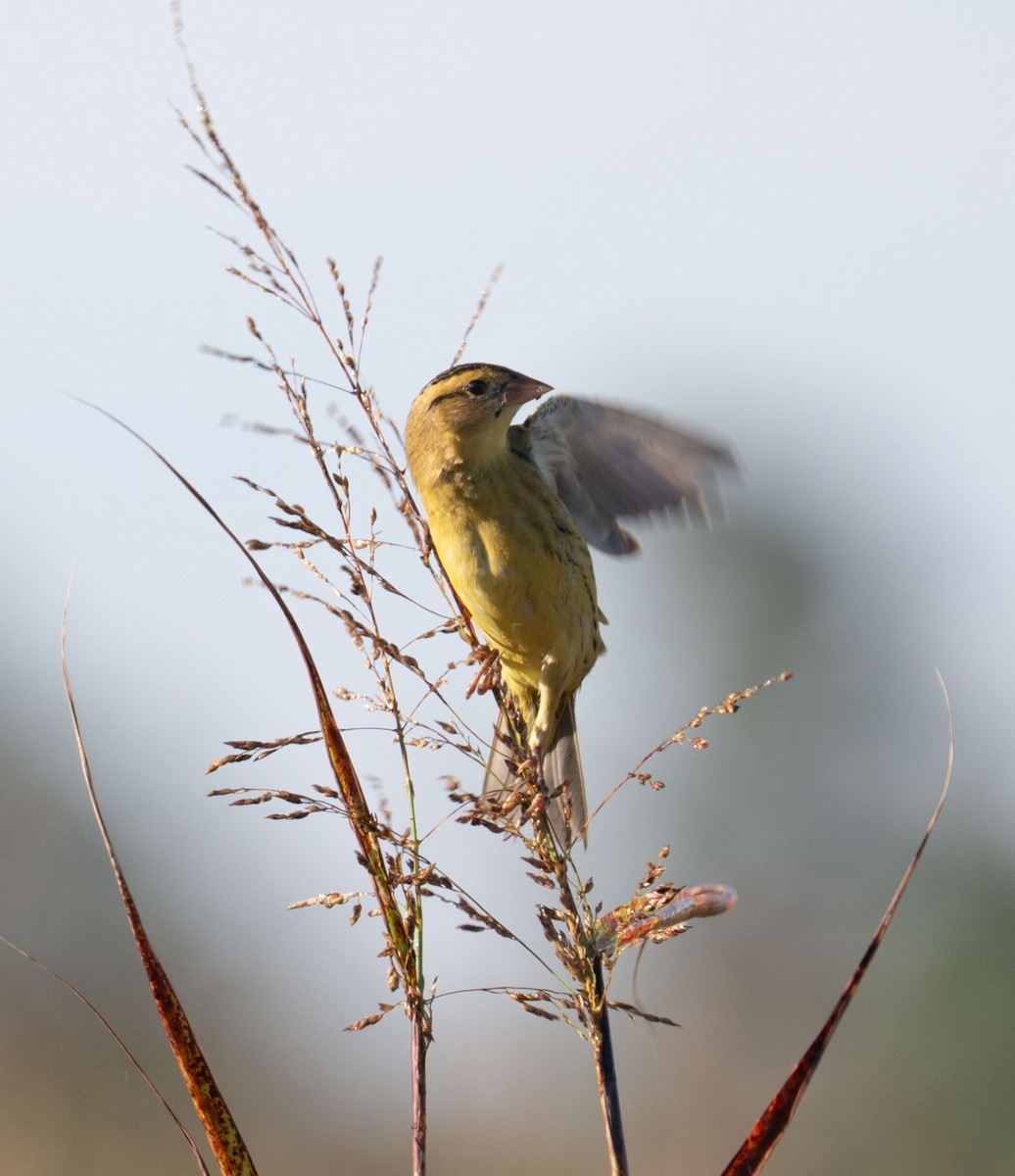 Bobolink - ML642982429