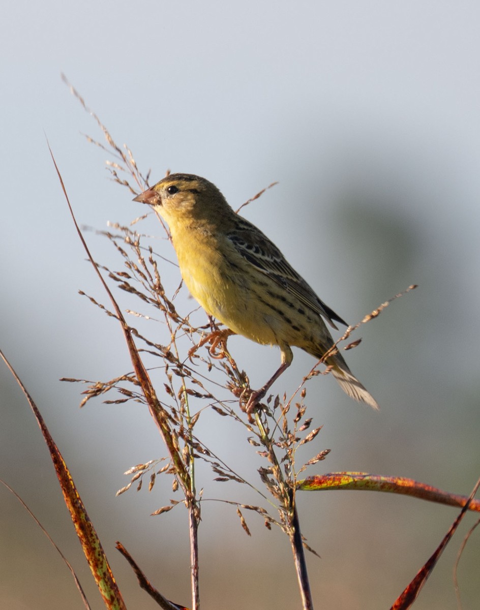 Bobolink - ML642982432