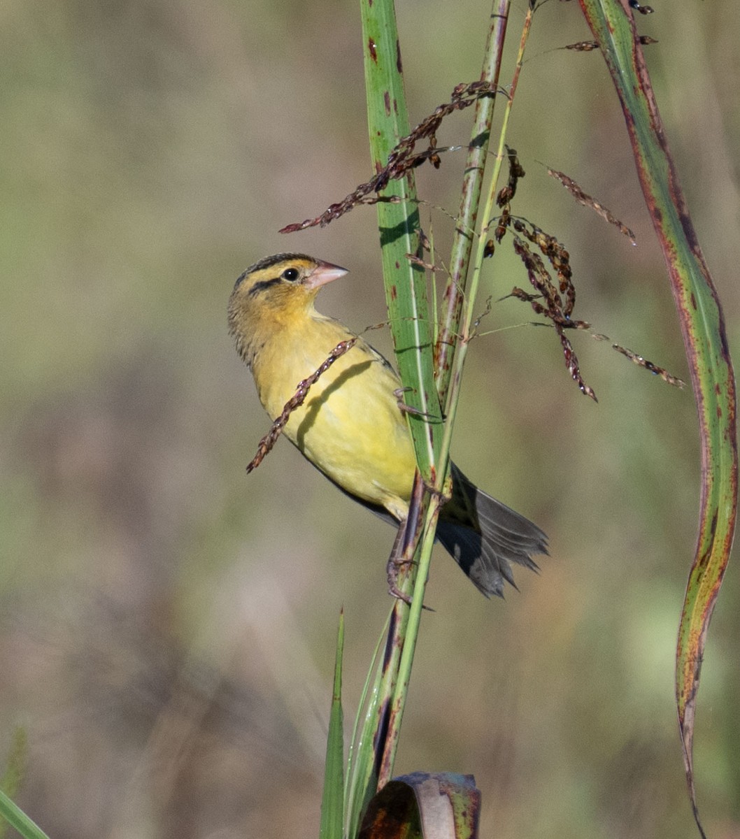 Bobolink - ML642982433