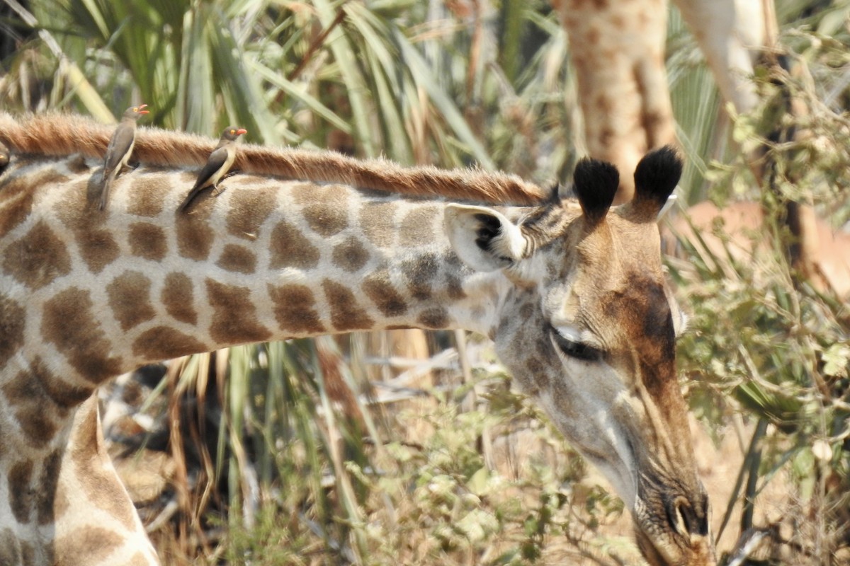 Red-billed Oxpecker - ML642982438