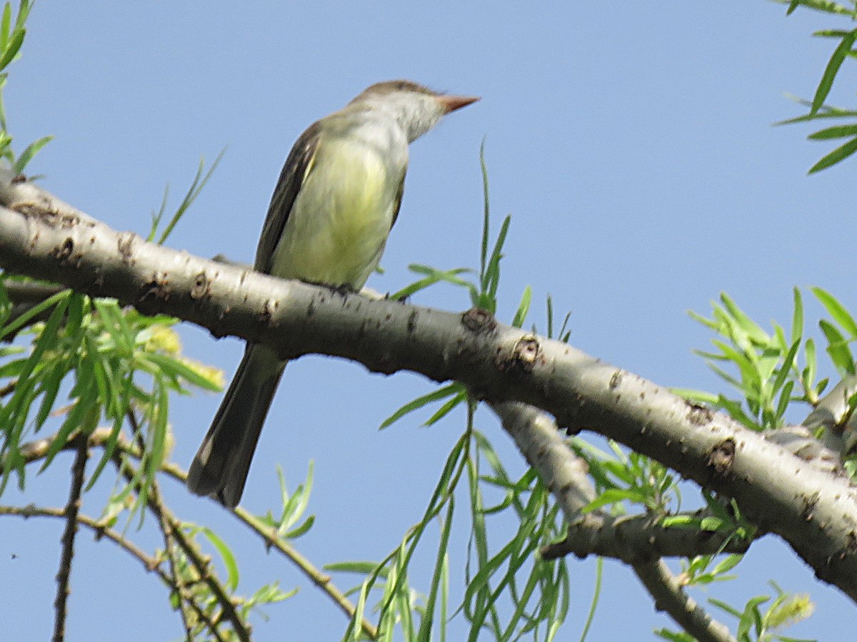 Swainson's Flycatcher - ML642982439
