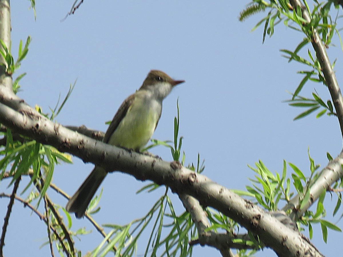 Swainson's Flycatcher - ML642982440