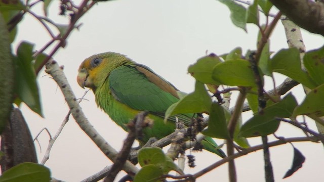 Golden-tailed Parrotlet - ML642982445