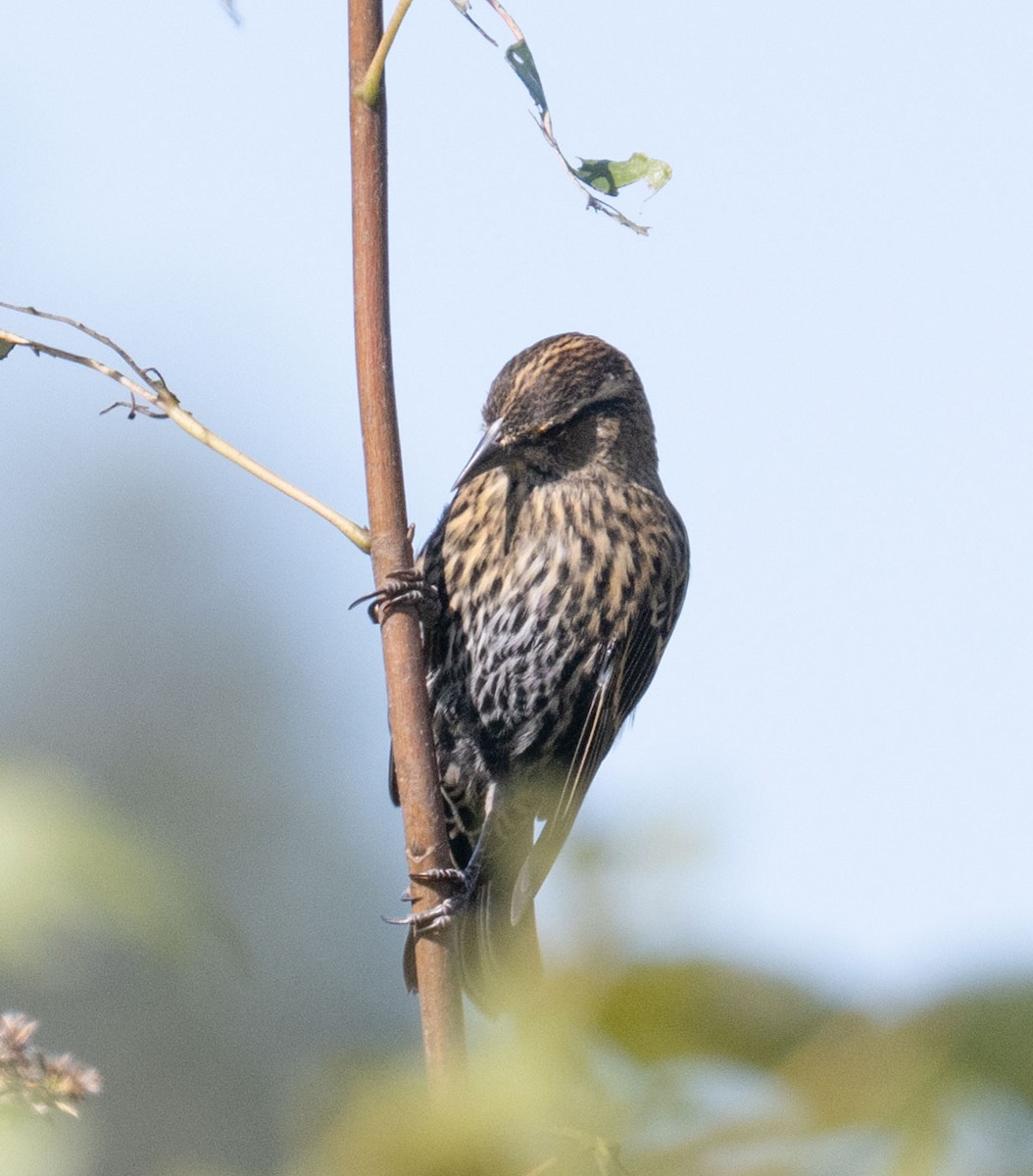 Red-winged Blackbird - ML642982451