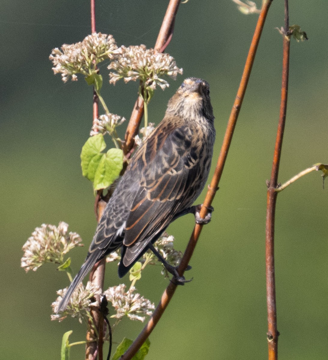 Red-winged Blackbird - ML642982452