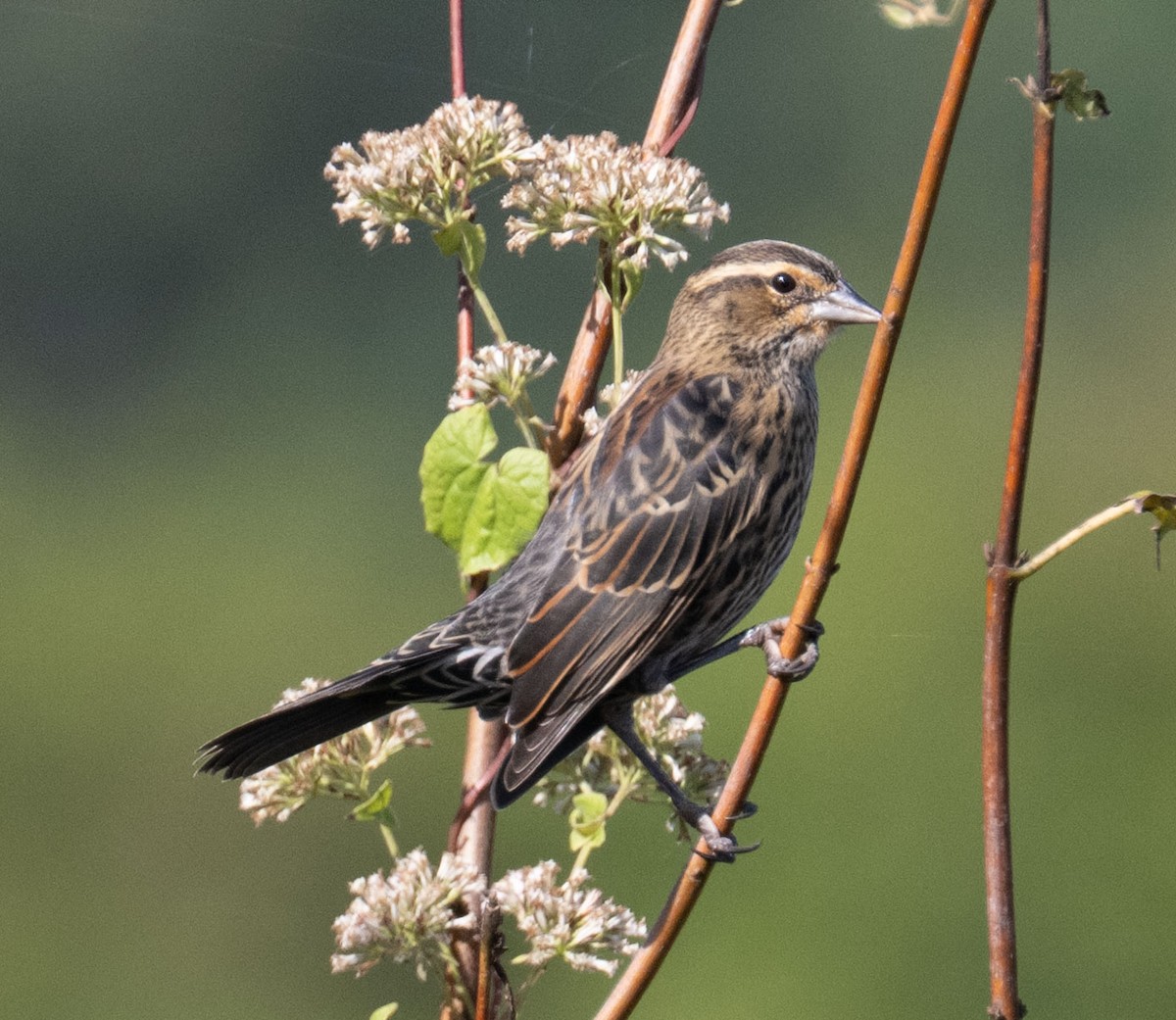 Red-winged Blackbird - ML642982453