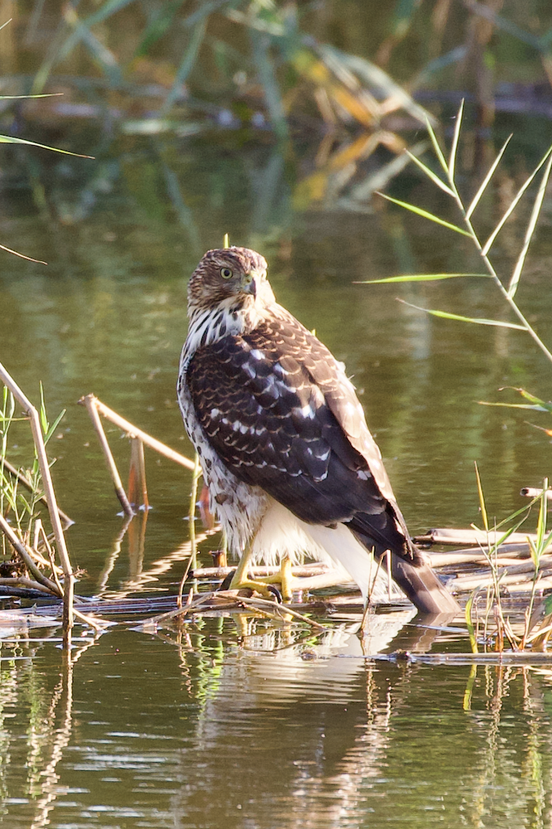 Cooper's Hawk - ML642982456