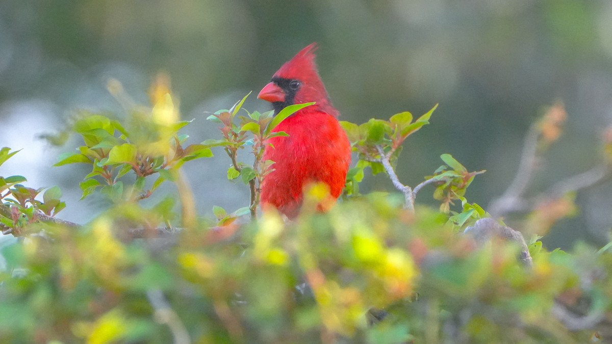 Northern Cardinal - ML642982461
