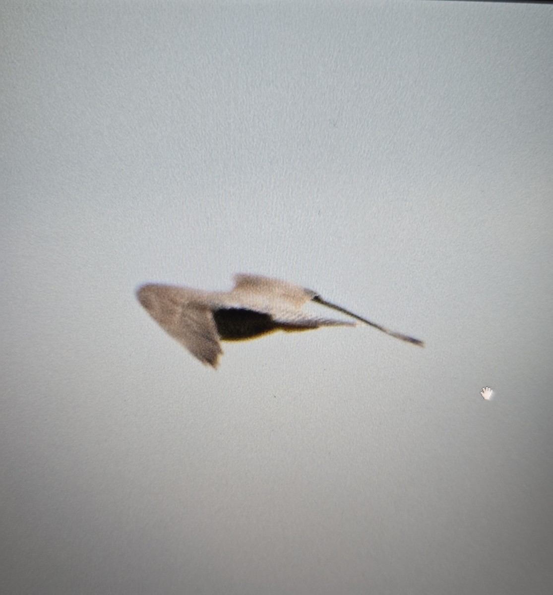 Northern Harrier - ML642982488