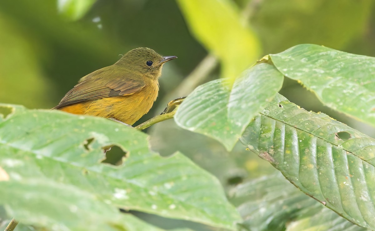 McConnell's Flycatcher - ML642982503