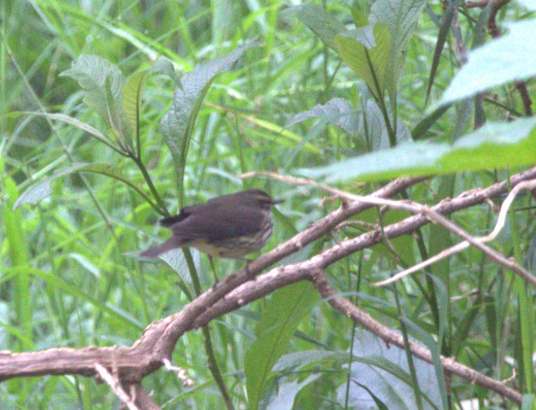 Northern Waterthrush - ML642982505