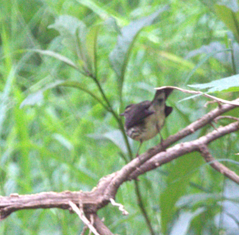 Northern Waterthrush - ML642982506