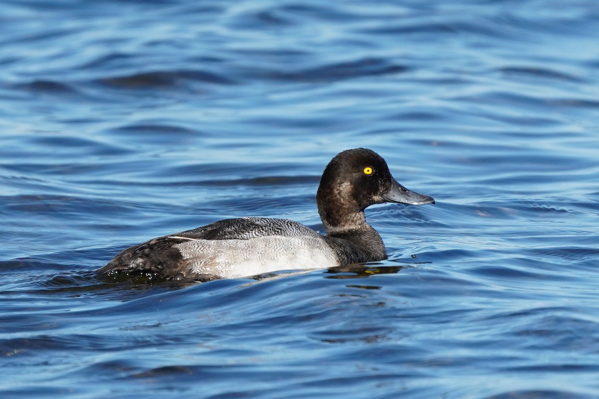 Greater Scaup - ML642982509