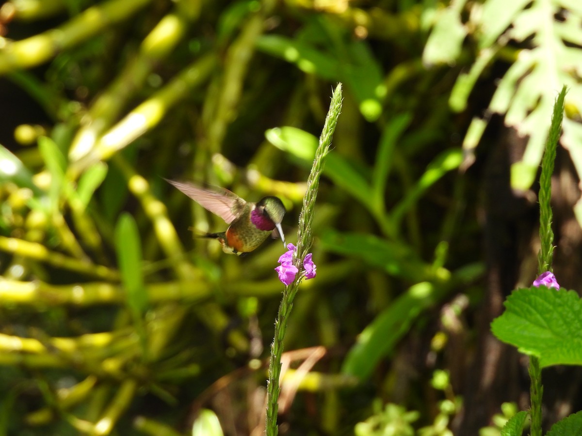 Magenta-throated Woodstar - ML642982516