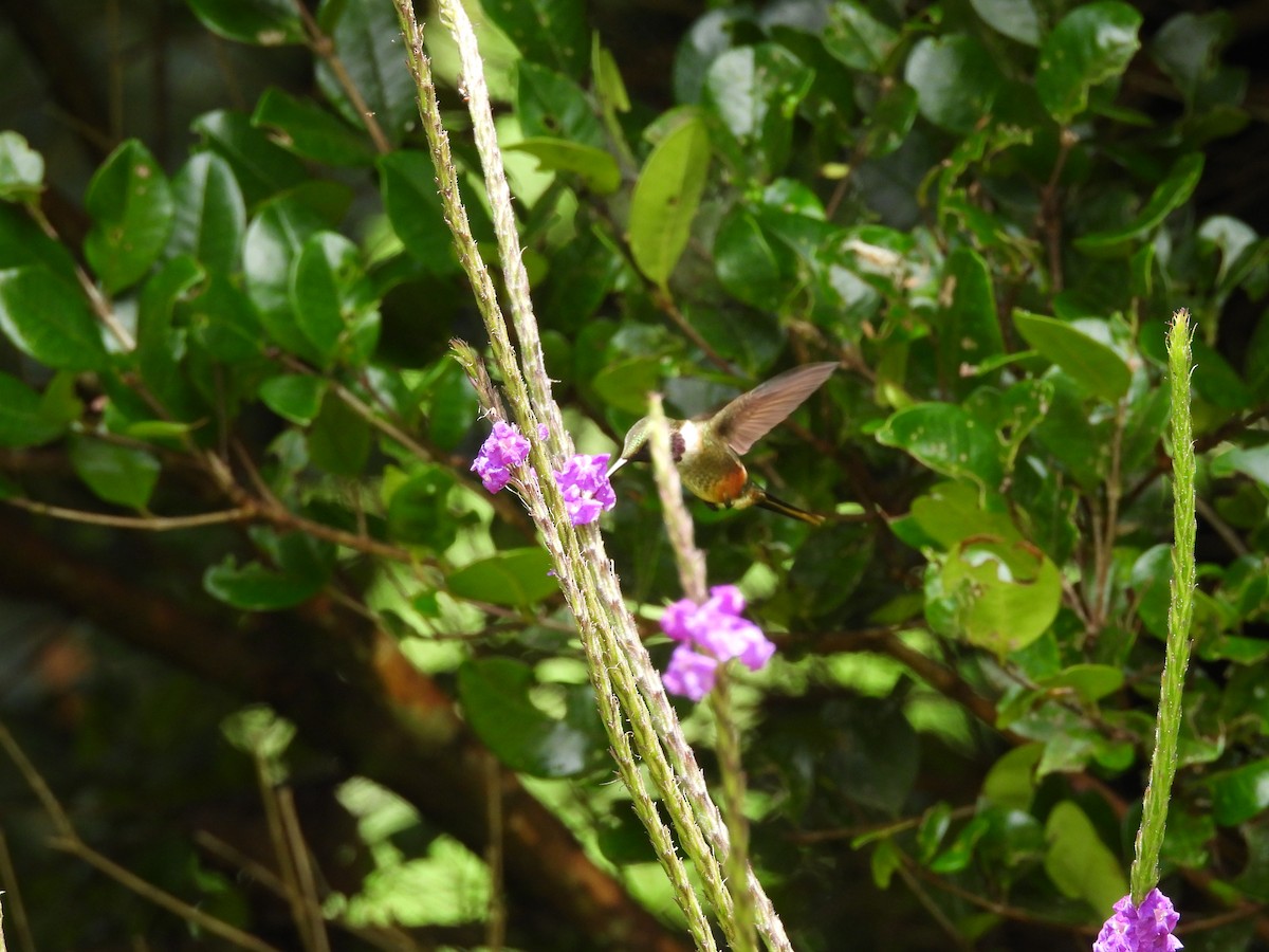 Magenta-throated Woodstar - ML642982517