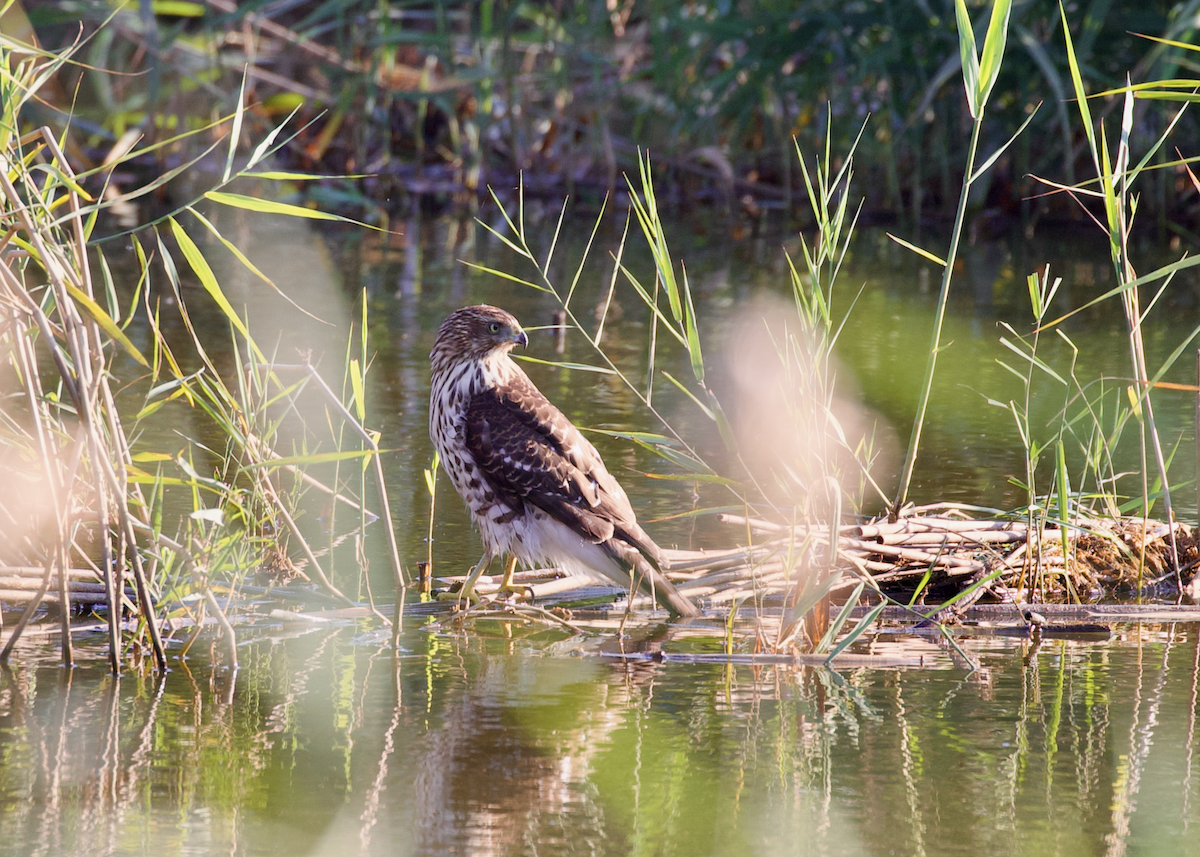 Cooper's Hawk - ML642982528
