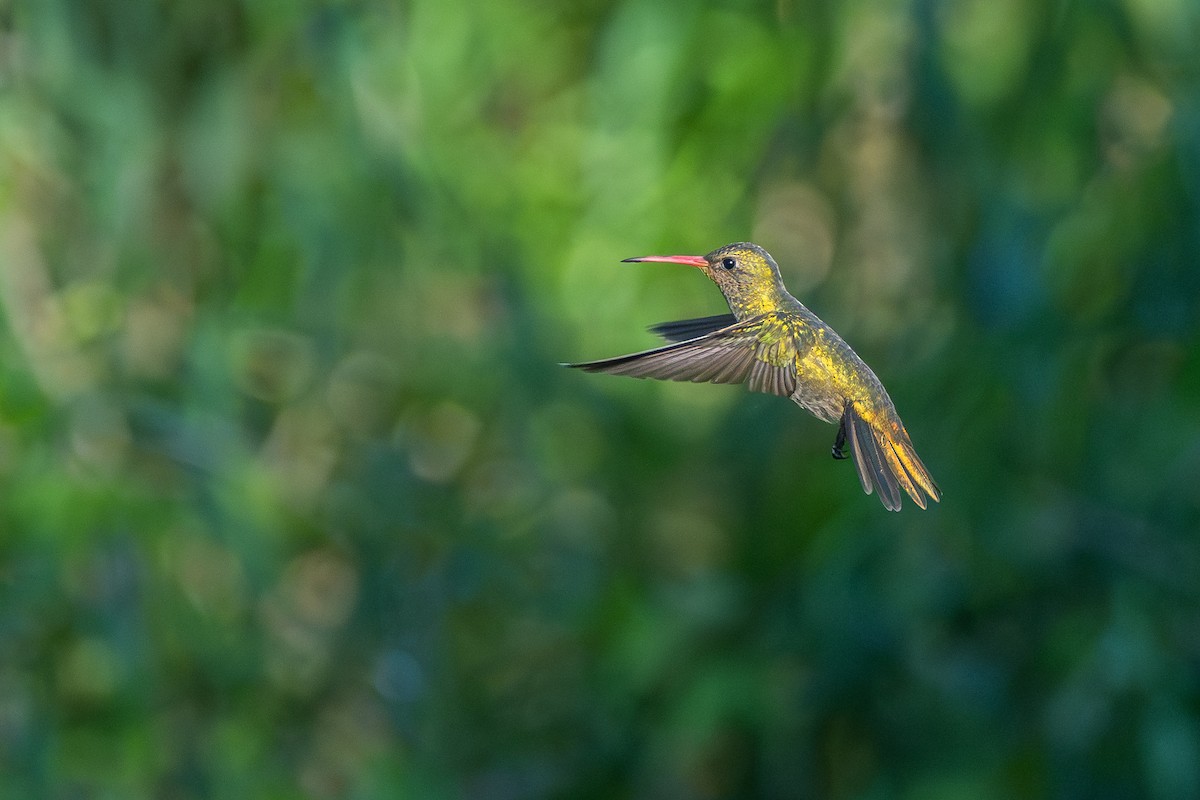 Gilded Hummingbird - ML642982536