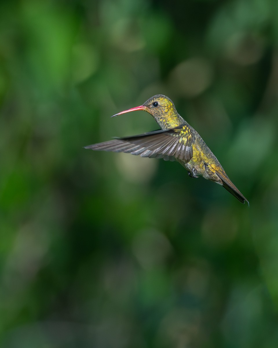 Gilded Hummingbird - ML642982537