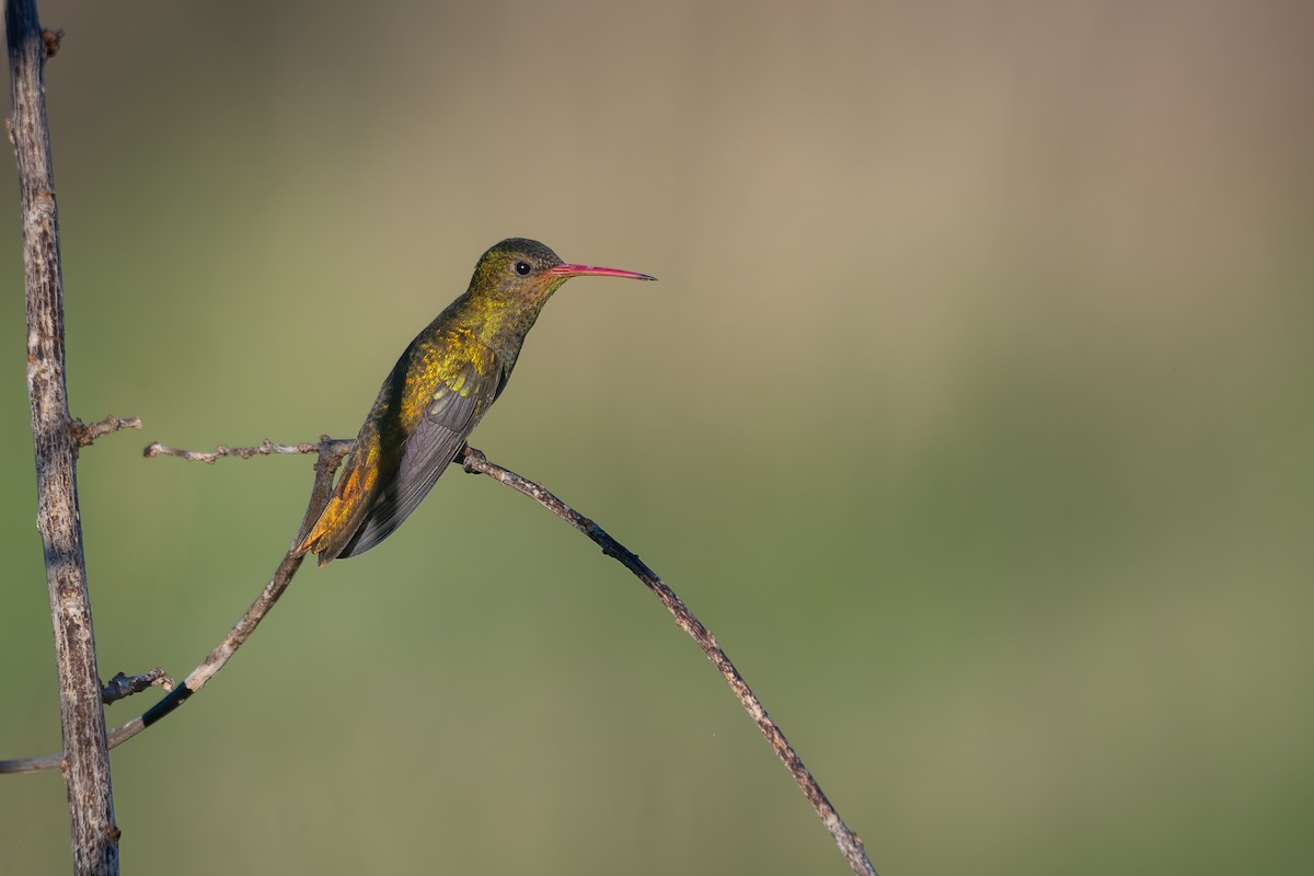 Gilded Hummingbird - ML642982538