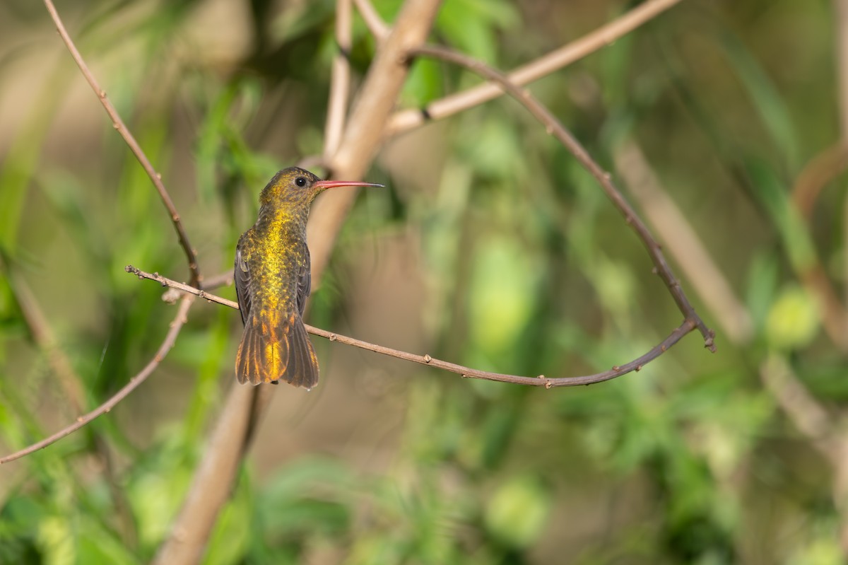 Gilded Hummingbird - ML642982539
