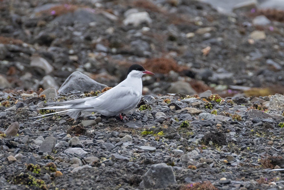 Arctic Tern - ML642982541