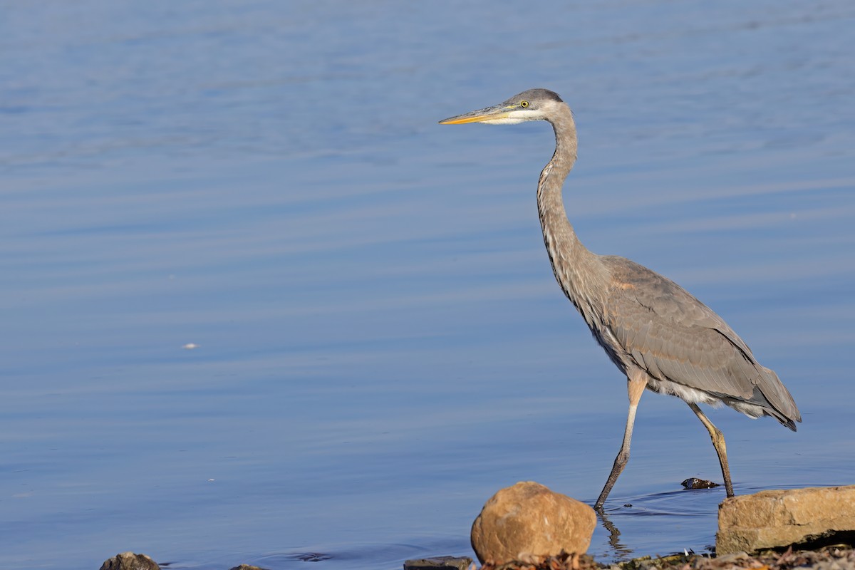 Great Blue Heron - ML642982551