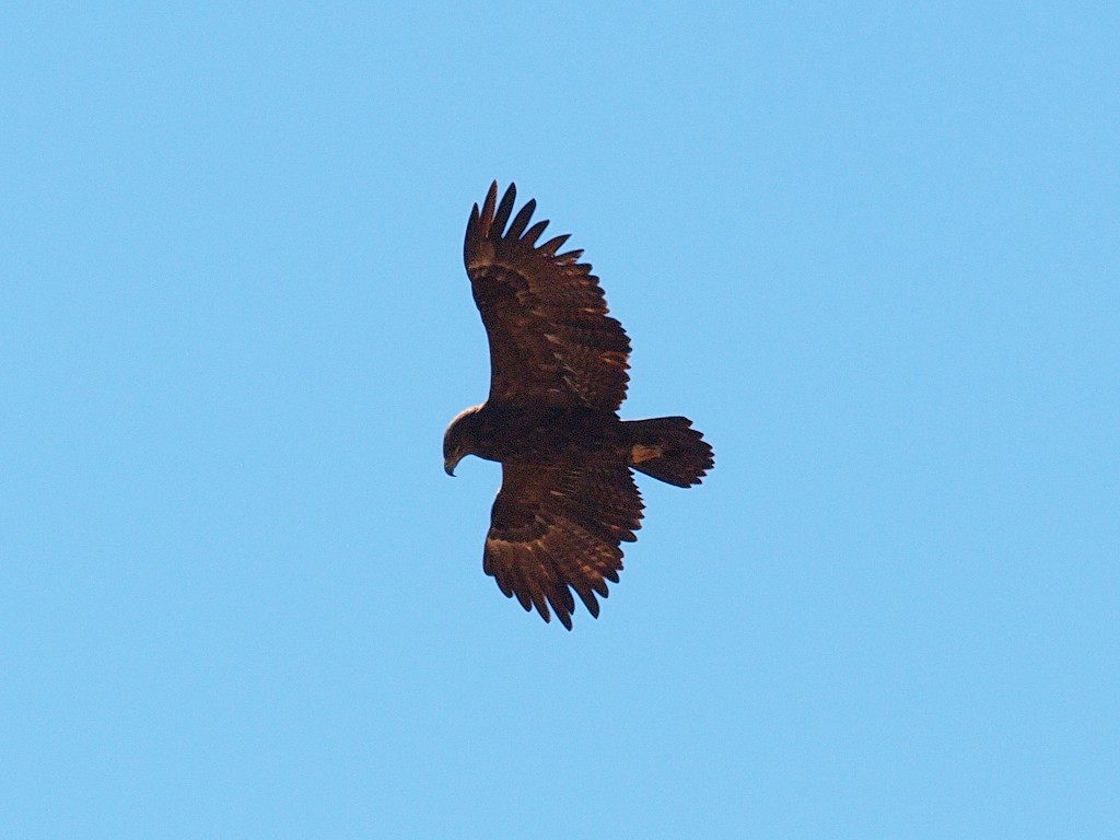 Steppe Eagle - ML642982552